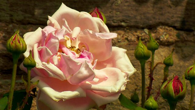 BBC Two - Gardeners' World, 2012, Episode 11, Success with cauliflowers