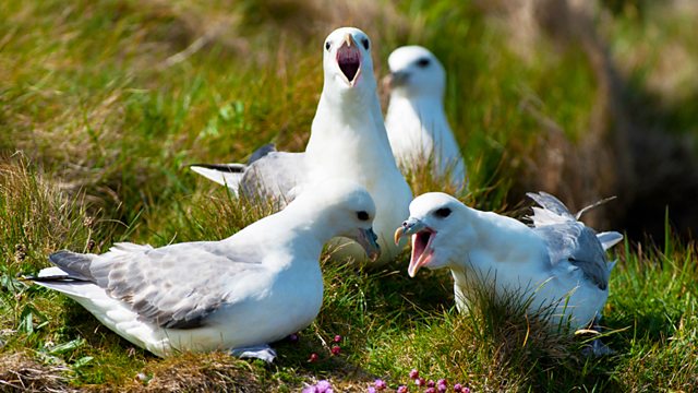 Guide to Sea Birds