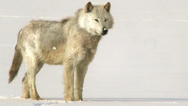 A Wolf Called Storm: Natural World Special