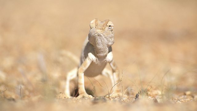 Namib Desert