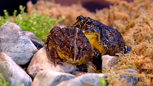 Frogs and Feet