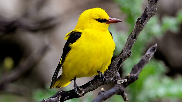 BBC Radio 4 - Tweet of the Day, Golden Oriole