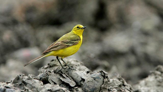 Bbc Radio 4 Tweet Of The Day Yellow Wagtail