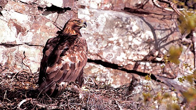 Bbc Radio 4 Tweet Of The Day Golden Eagle