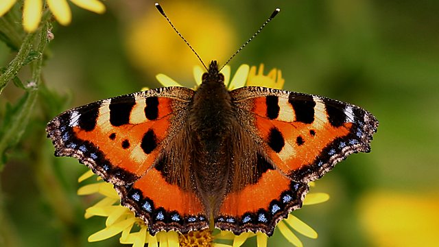 Springwatch Guide to Butterflies and Moths