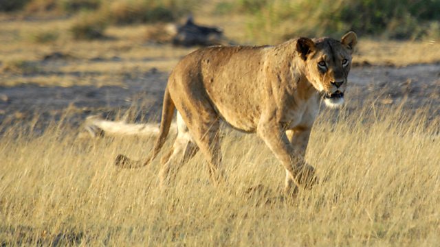 Kali The Lion Gets Wet