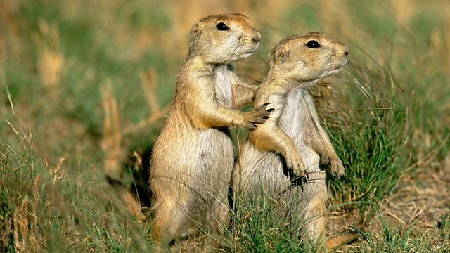 The Owl and the Prairie Dog