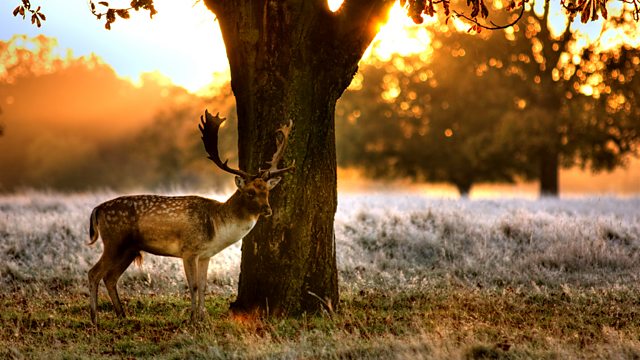Sunset Deer — WILD LONDON