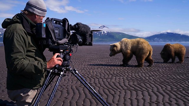 Great Bear Stakeout