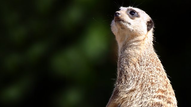 BBC Two - Meerkat Manor