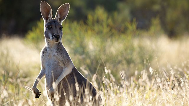 Kangaroo Dundee