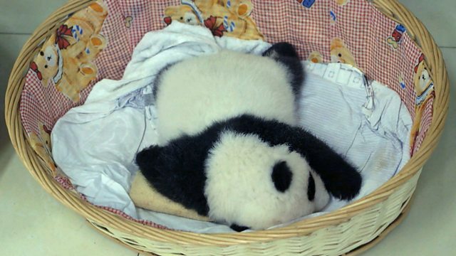 baby pandas sleeping