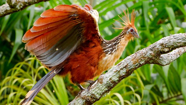 BBC Radio 4 - Tweet of the Day, Hoatzin