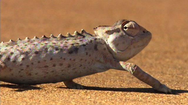 BBC One - Life, Reptiles and Amphibians, Chameleon challenge