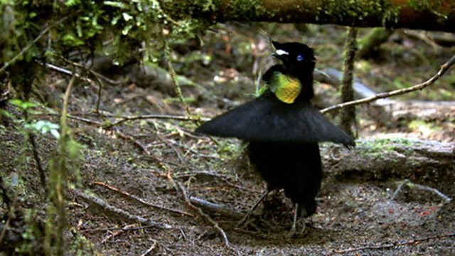 BBC Two - Natural World, 2009-2010, Birds of Paradise, Exotic dancers