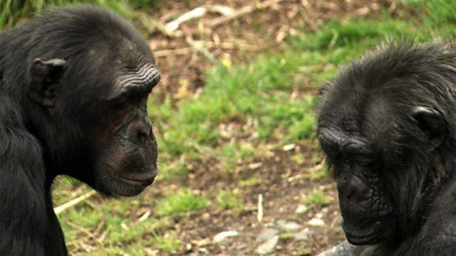 chimpanzee conservation status