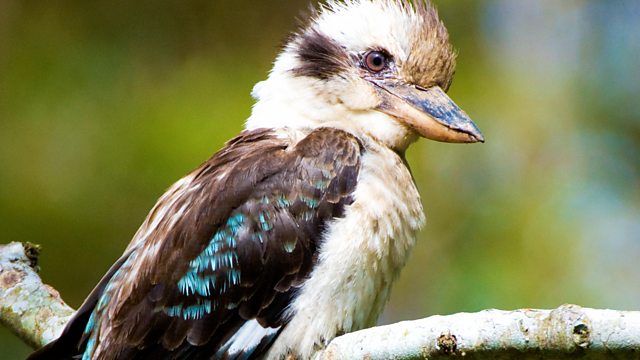 BBC Radio 4 - Tweet of the Day, Laughing Kookaburra