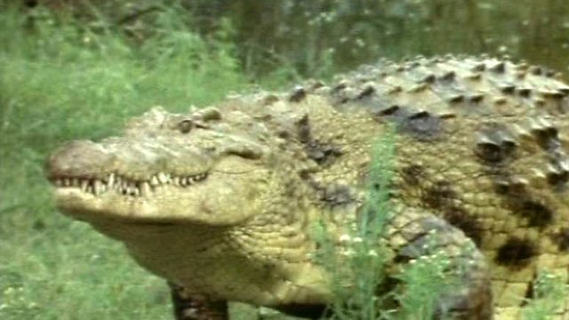 CBBC - ROAR Clips, The Nile Crocodile