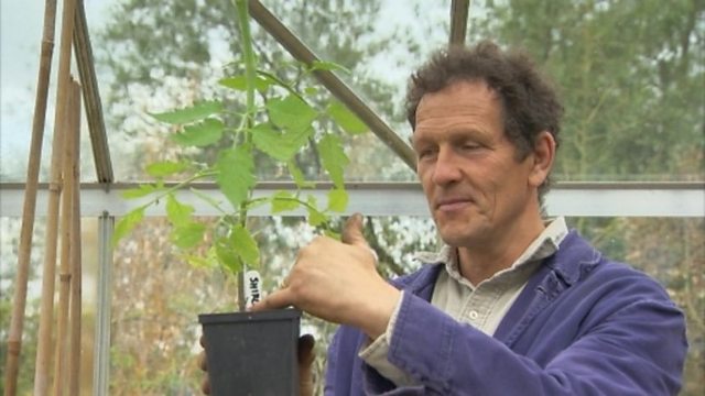 BBC Two - Gardeners' World, 2011, Episode 10, Planting out tomatoes