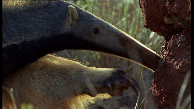 BBC One - The Life of Mammals, Social Climbers, Sneaky mating