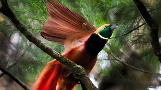 raggiana bird of paradise