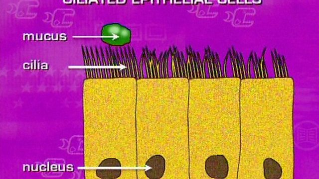 bbc-two-key-stage-three-bitesize-revision-28-03-2001-ciliated