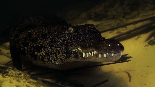 nile crocodile underwater