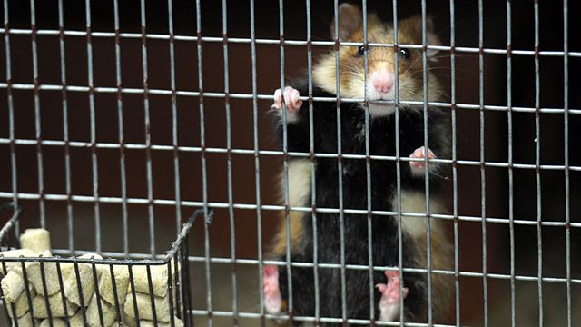 BBC Radio 5 Live - 5 Drive, 11/04/2012, Hamster magnet, sticks to cage