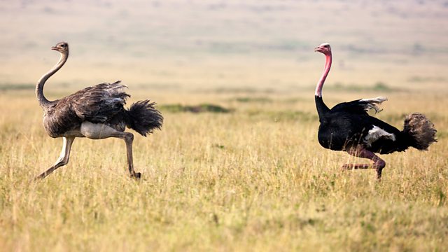 c Radio 4 Tweet Of The Day Ostrich