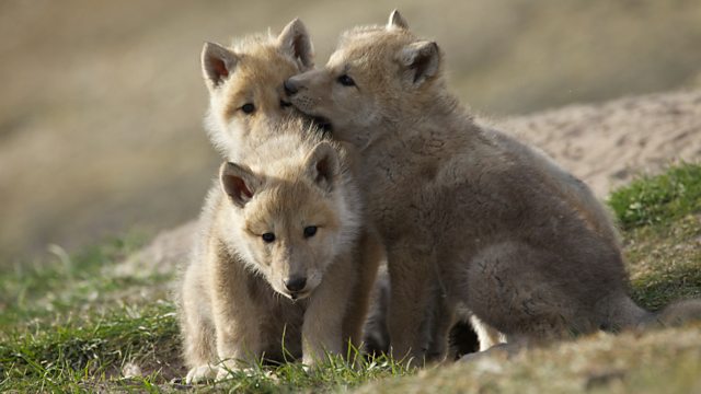BBC Two - Snow Wolf Family and Me - Pups