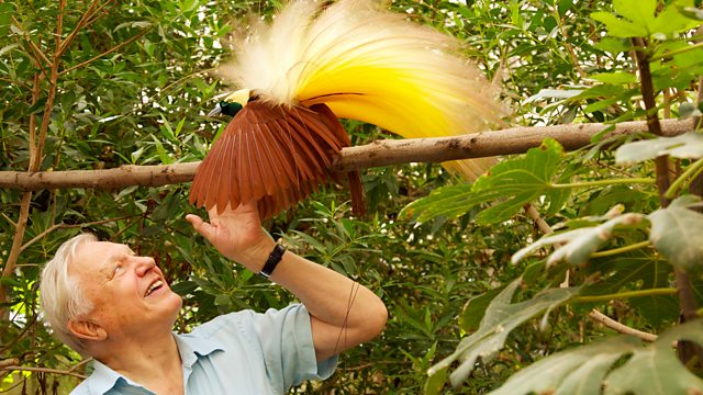 Attenborough's Paradise Birds