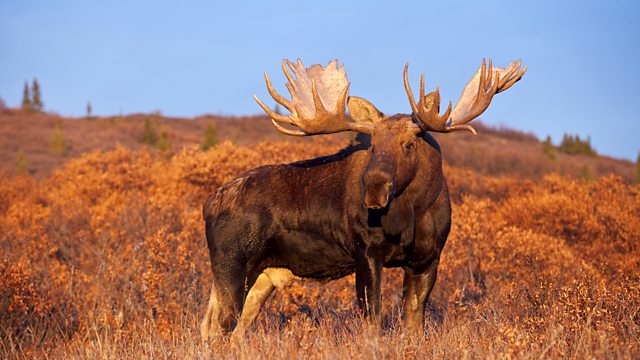 Alaska: Earth's Frozen Kingdom