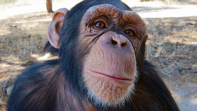 BBC One - Super Cute Animals