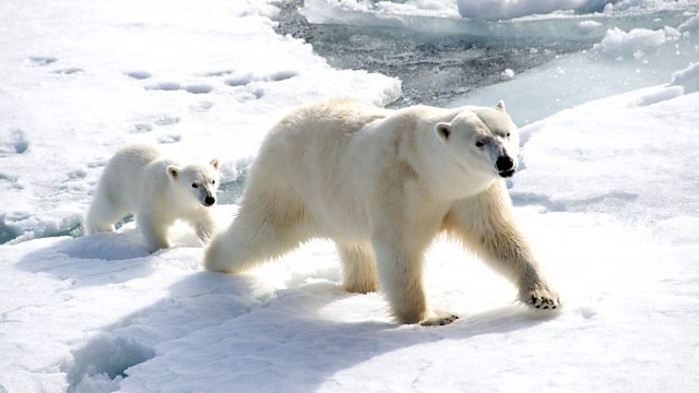 BBC One - Animal Super Parents - Weddell seals