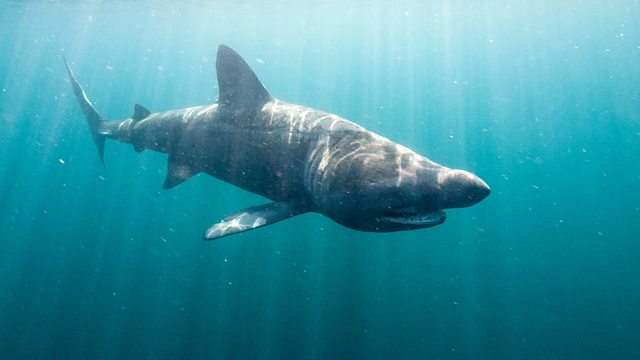 BBC One - Big Blue UK - Basking shark