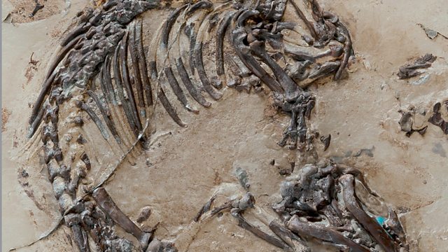BBC World Service - Newsday, Spanish Fossil Found After 125m Years