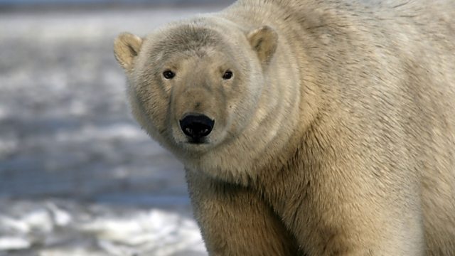 BBC World Service - Newshour, How to film a polar bear - without making him  angry