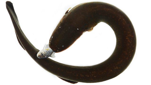 BBC World Service - Science In Action, Shockingly Sophisticated Electric  Eels