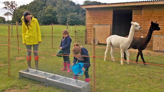 Alpacas