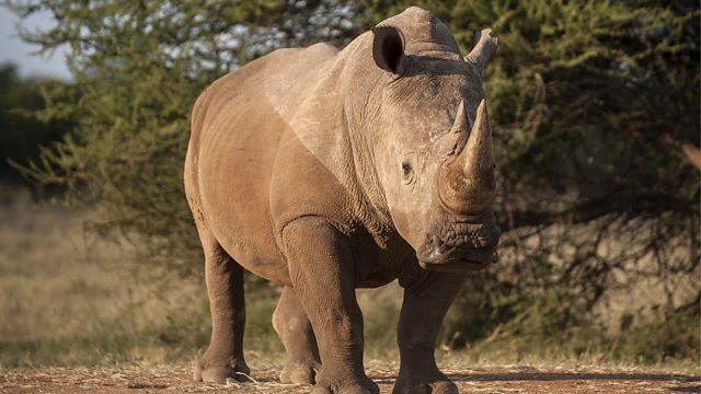 are rhinos extinct 2023