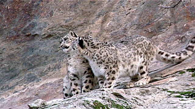 Snow Leopard - Beyond the Myth