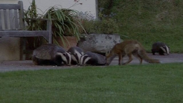 Badgers - Secrets of the Sett