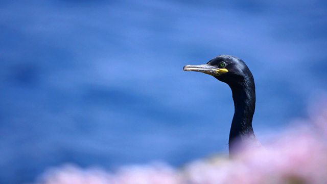 The Last Seabird Summer?