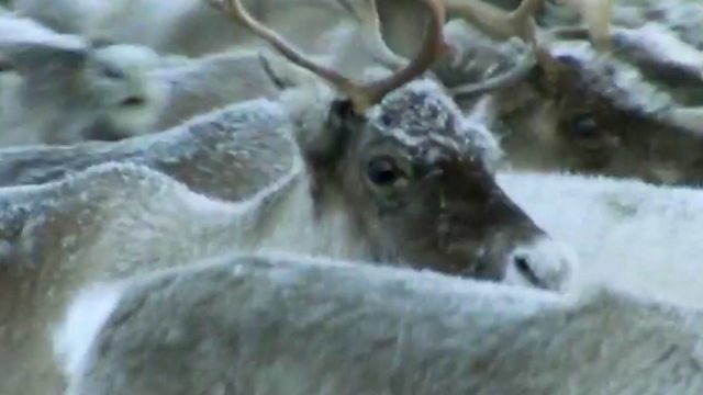 Reindeer Girls