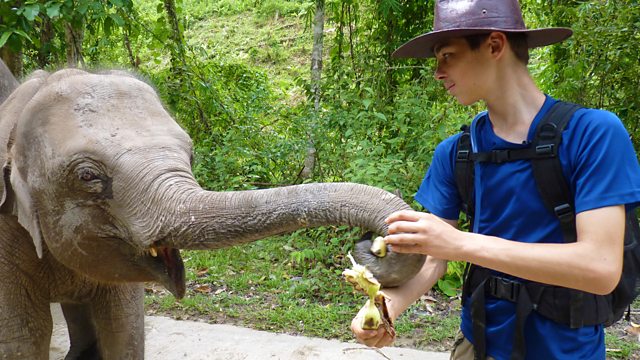 Our Big Elephant Rescue