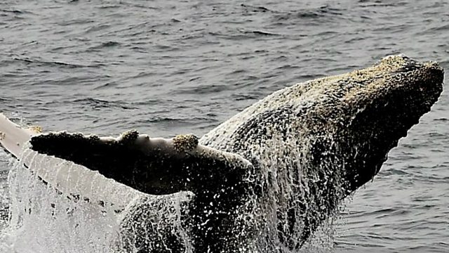 BBC World Service - Weekend, Documentary Captures 'Whale Fall' Experiment