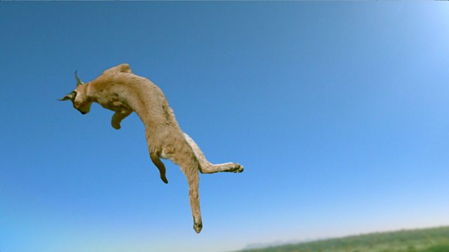 caracal cat jumping