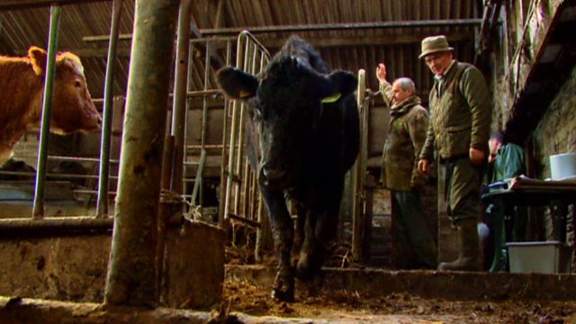 BBC ALBA - Vets: Gach Creutair Beo, Series 1, Episode 3, Ann an Inbhir ...