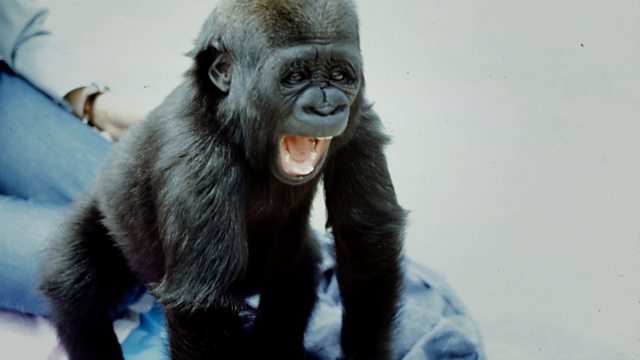 koko the gorilla