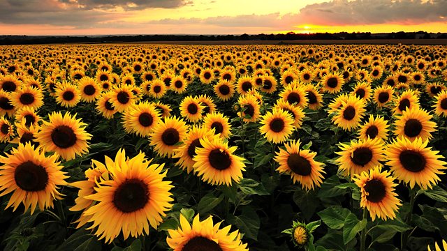 Sunflower flower deals